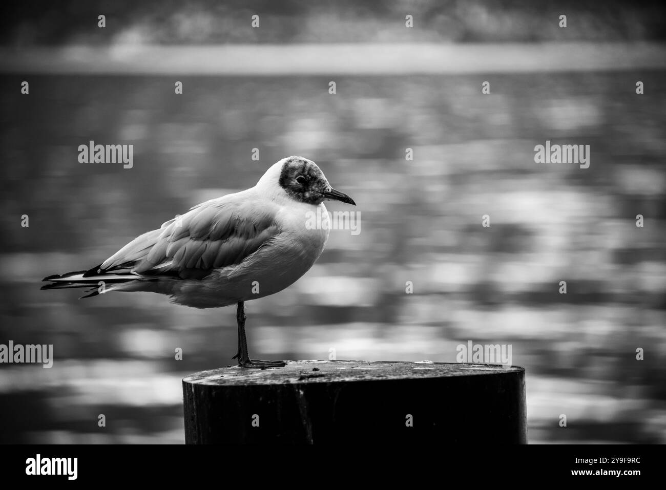 closeup of seagull or Chroicocephalus ridibundus, perched on a bricola in Limone Del Garda, Brescia, Italy Stock Photo