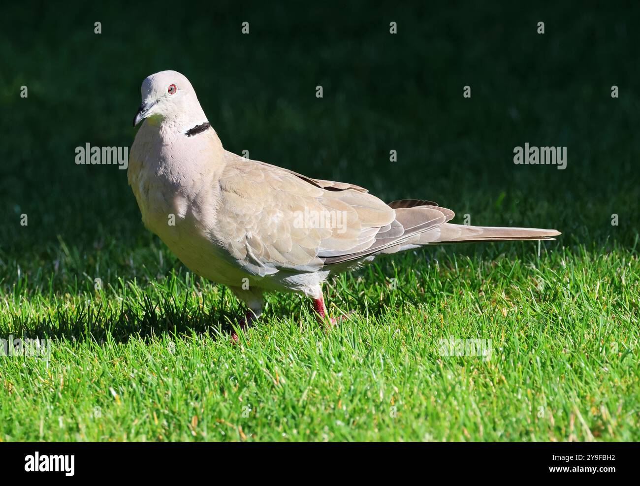 A Collared Dove (Streptopelia decaocto) in my back garden at Winchcombe in Gloucestershire UK Stock Photo