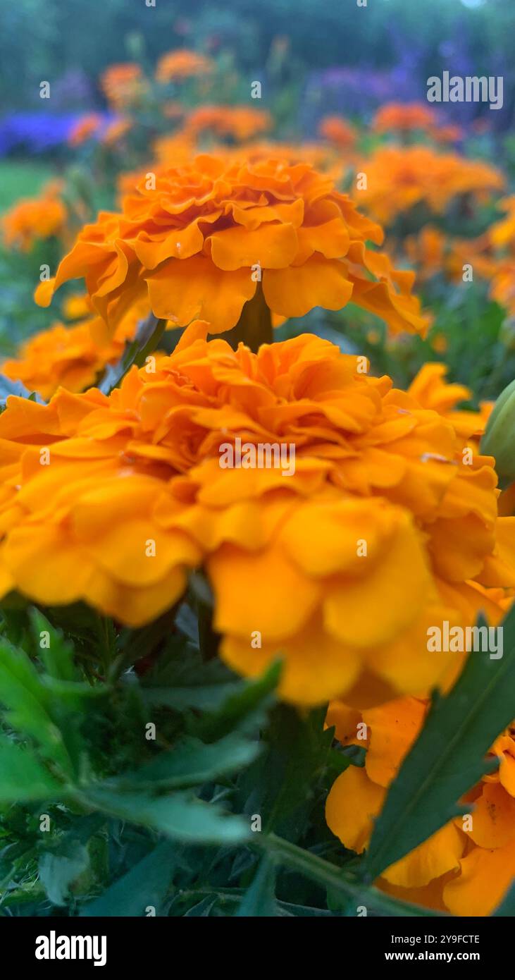 Captivating Colors of the Garden - Smartphone Captured Stock Image