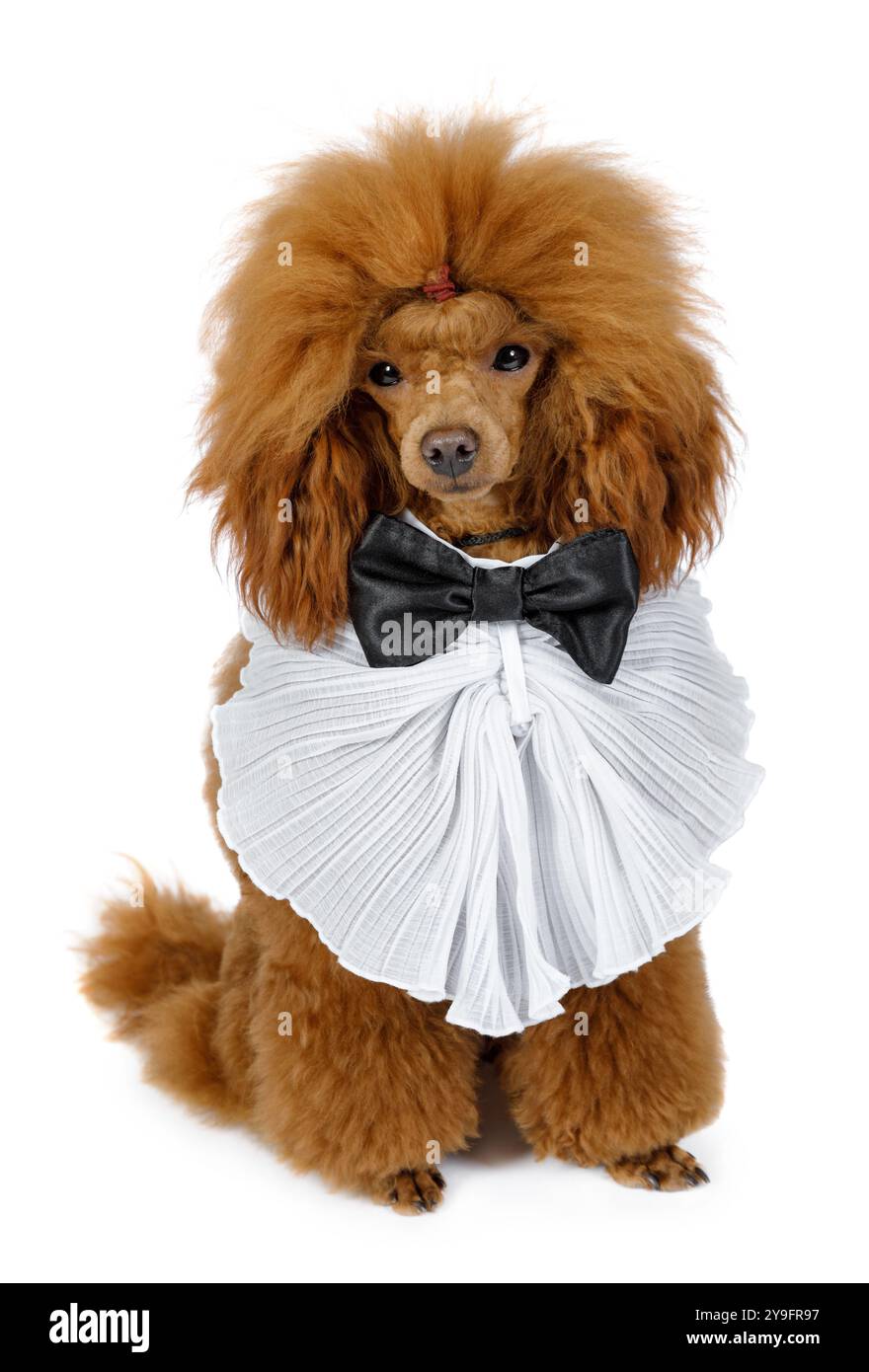 Funny Toy Poodle dog with a bow tie around his neck sits on a white ...