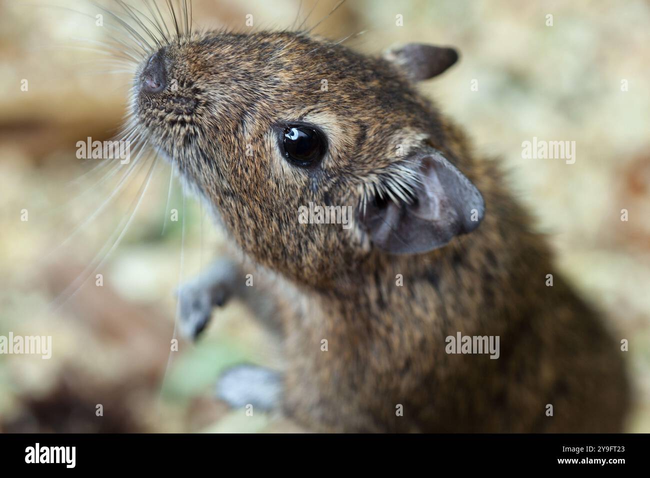 South American rodent Octodon degus. Stock Photo