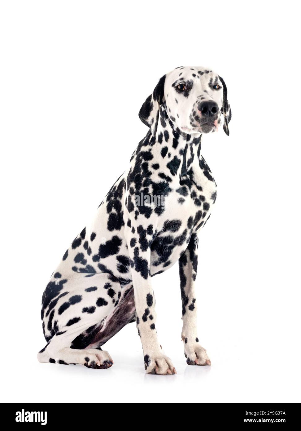 Dalmatian puppy hi-res stock photography and images - Page 9 - Alamy