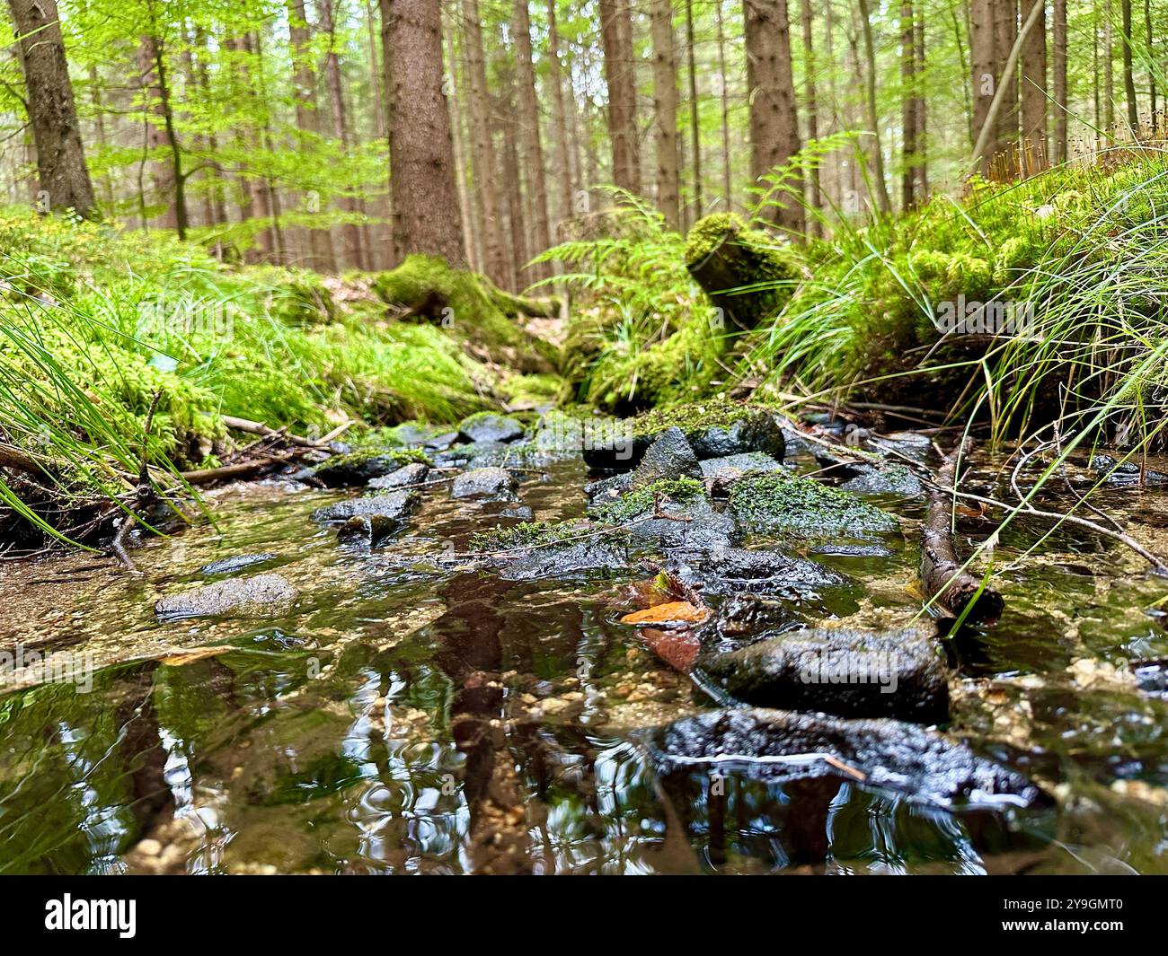 Photography of close-up of forest details on a summer day: capturing the vibrant greens, sunlit leaves, and intricate textures of nature’s beauty - Smartphone Captured Stock Image