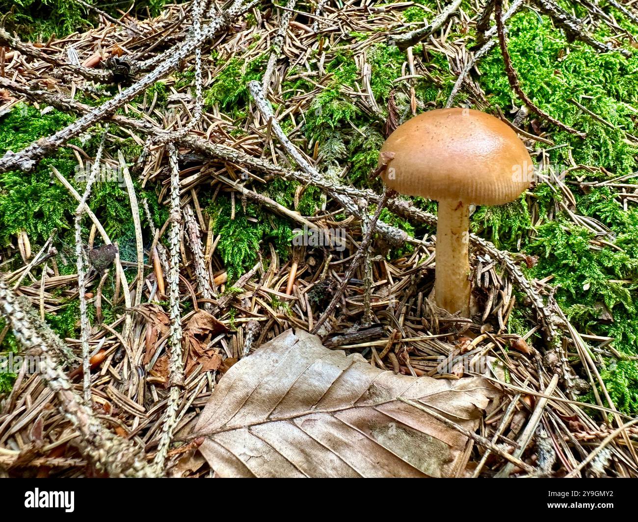 Photo of close-up of forest mushrooms on a summer day: capturing the vibrant greens, sunlit leaves, and intricate textures of nature’s beauty - Smartphone Captured Stock Image