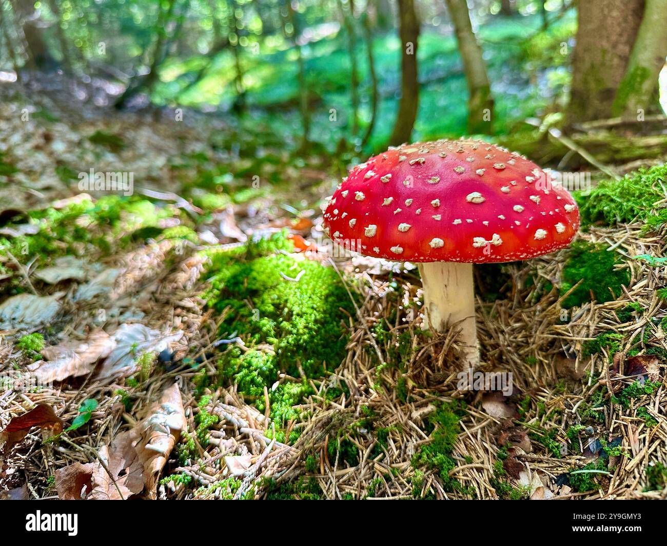 Photo of close-up of forest mushrooms on a summer day: capturing the vibrant greens, sunlit leaves, and intricate textures of nature’s beauty - Smartphone Captured Stock Image