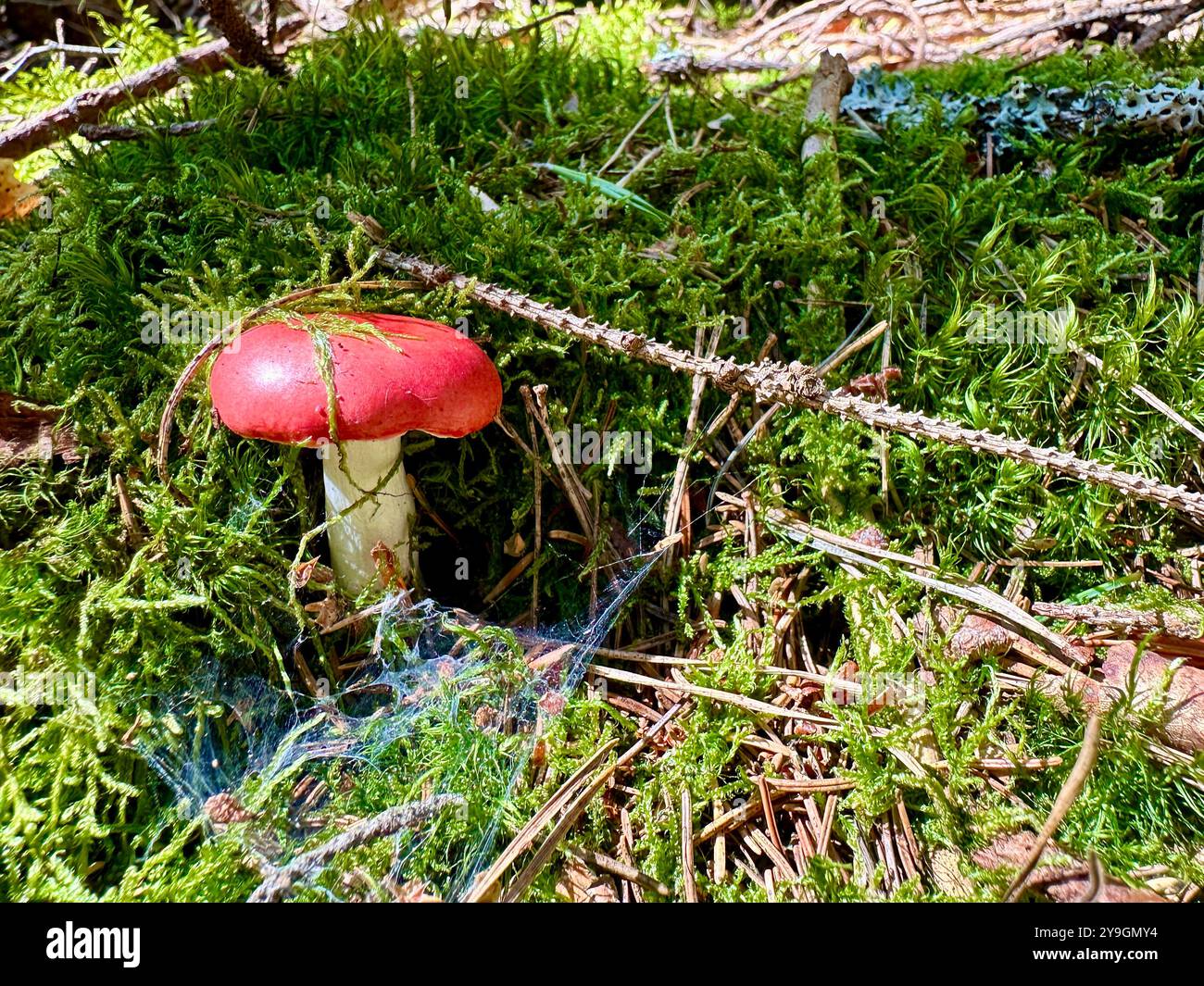 Photo of close-up of forest mushrooms on a summer day: capturing the vibrant greens, sunlit leaves, and intricate textures of nature’s beauty - Smartphone Captured Stock Image