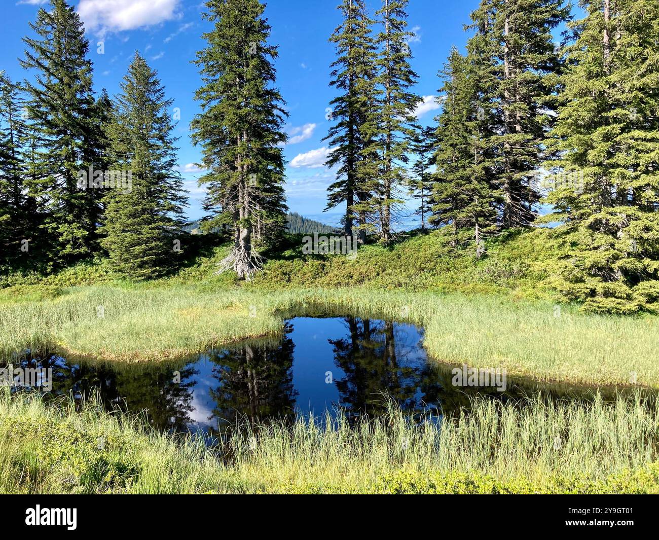 A raised bog on the mountain Wannenkopf in the Allgaeu, Bavaria, Germany - Smartphone Captured Stock Image