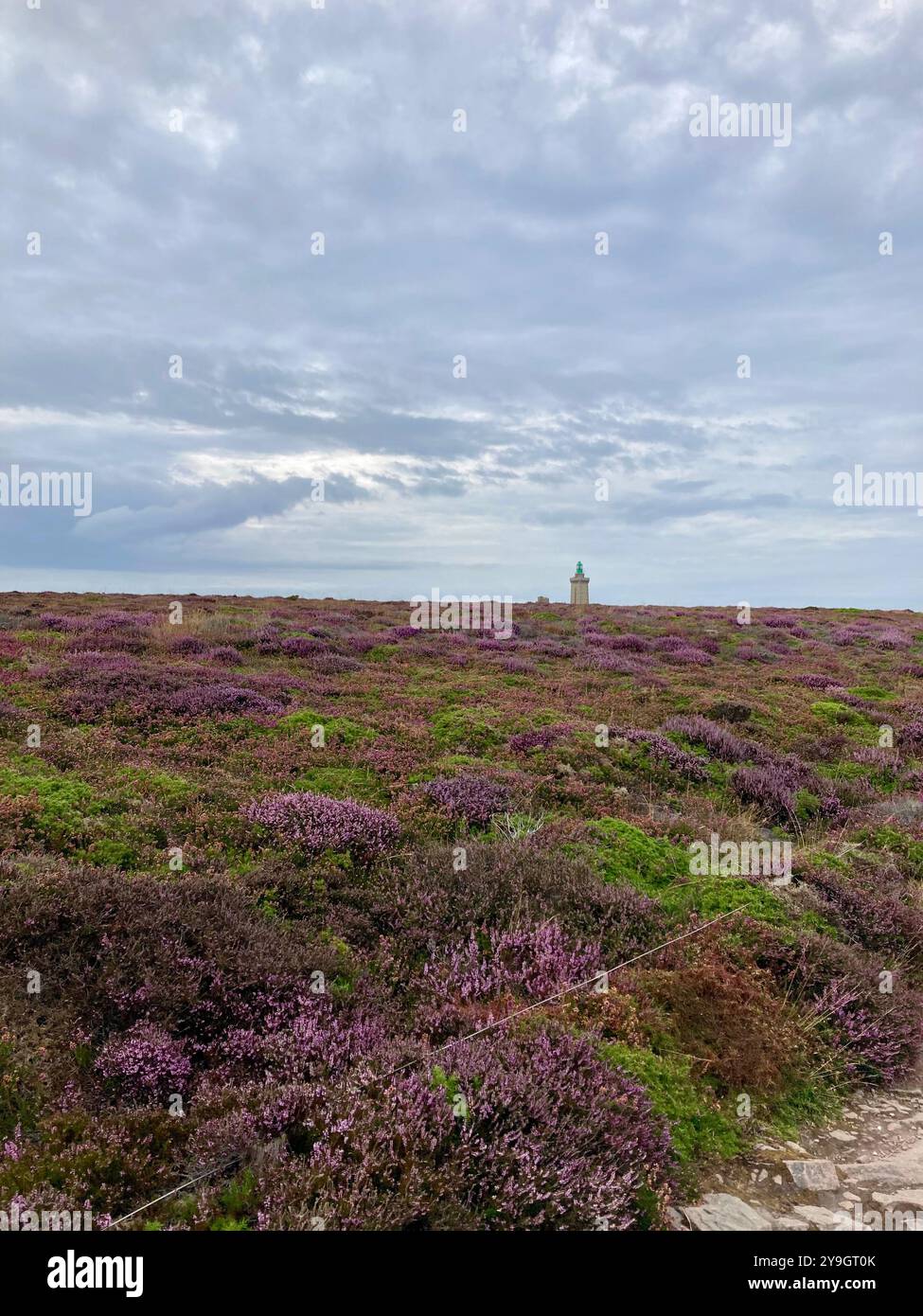 Heather landscape at Cap Frehel with the lighthouse in the background against a cloudy summer sky - Smartphone Captured Stock Image
