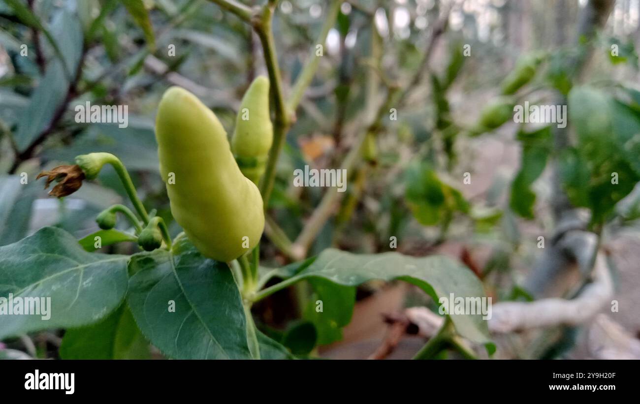Red chili plants hi-res stock photography and images - Alamy