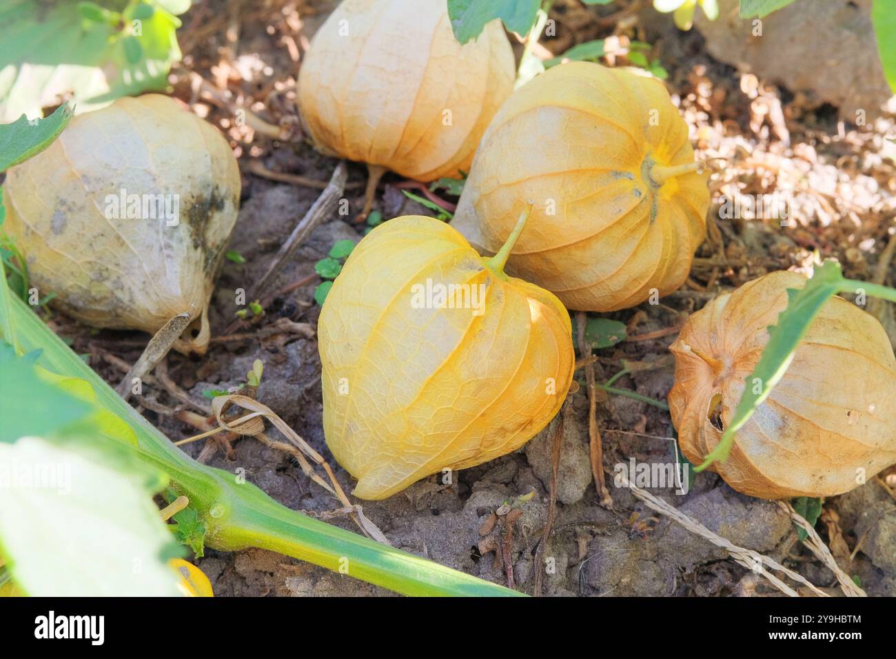 Physalis philadelphica growing in cottage garden. Physalis berries in farming. Harvesting. Growing winter cherry at farmland. Stock Photo