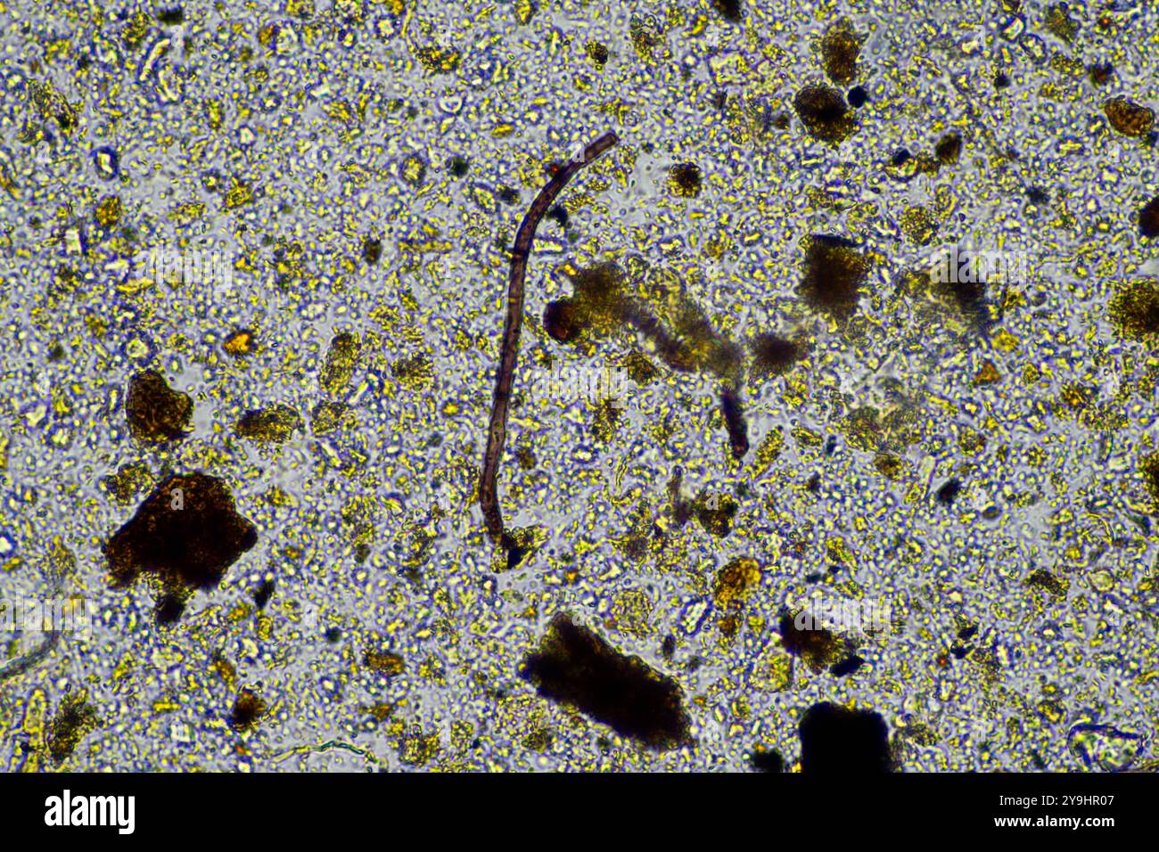 microorganisms and soil biology, with nematodes and fungi under the microscope. in a soil and compost Stock Photo