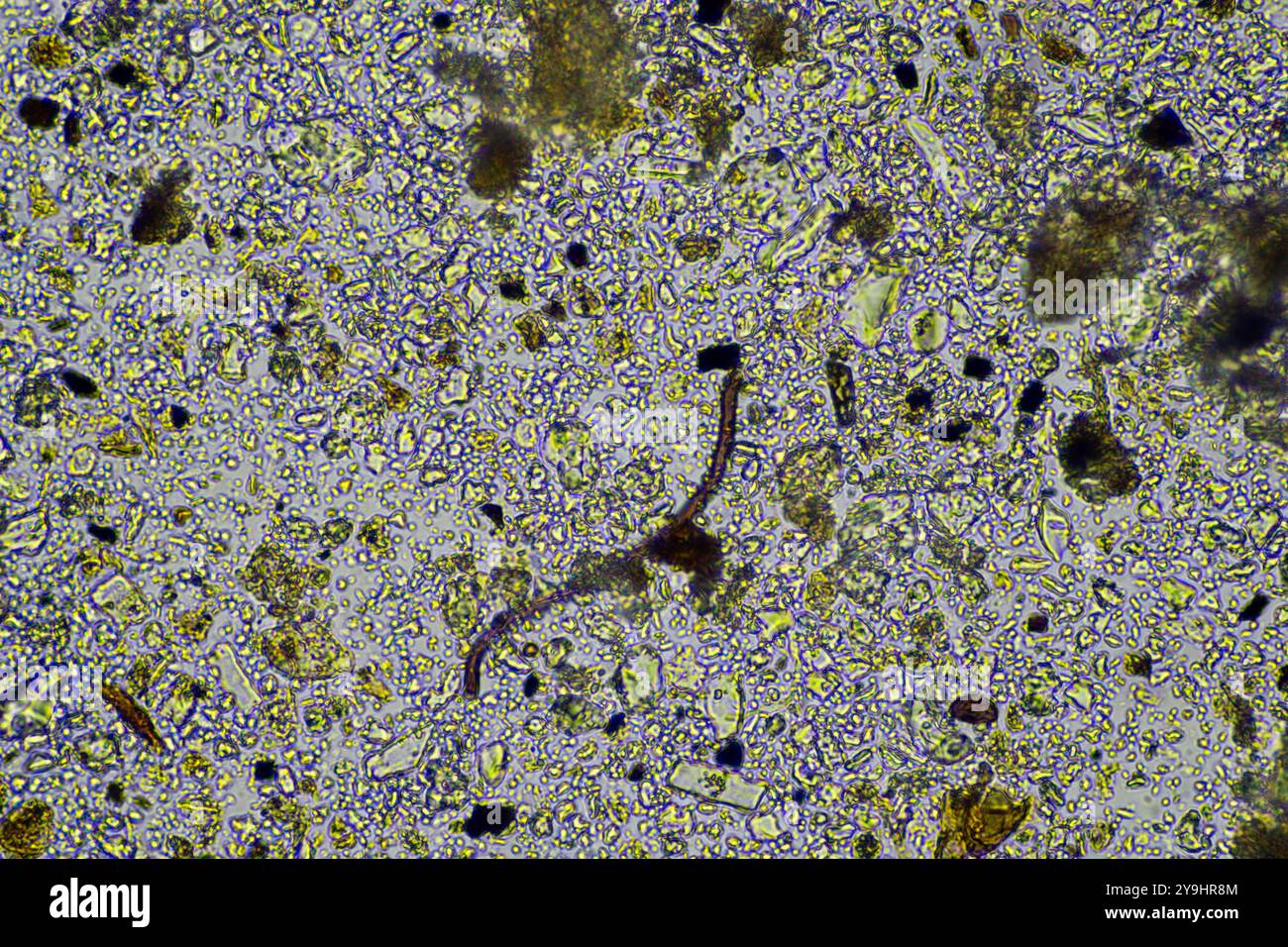 microorganisms and soil biology, with nematodes and fungi under the microscope. in a soil and compost Stock Photo