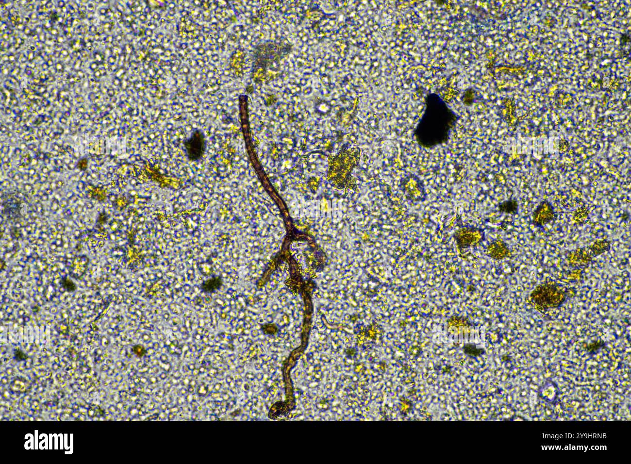 microorganisms and soil biology, with nematodes and fungi under the ...