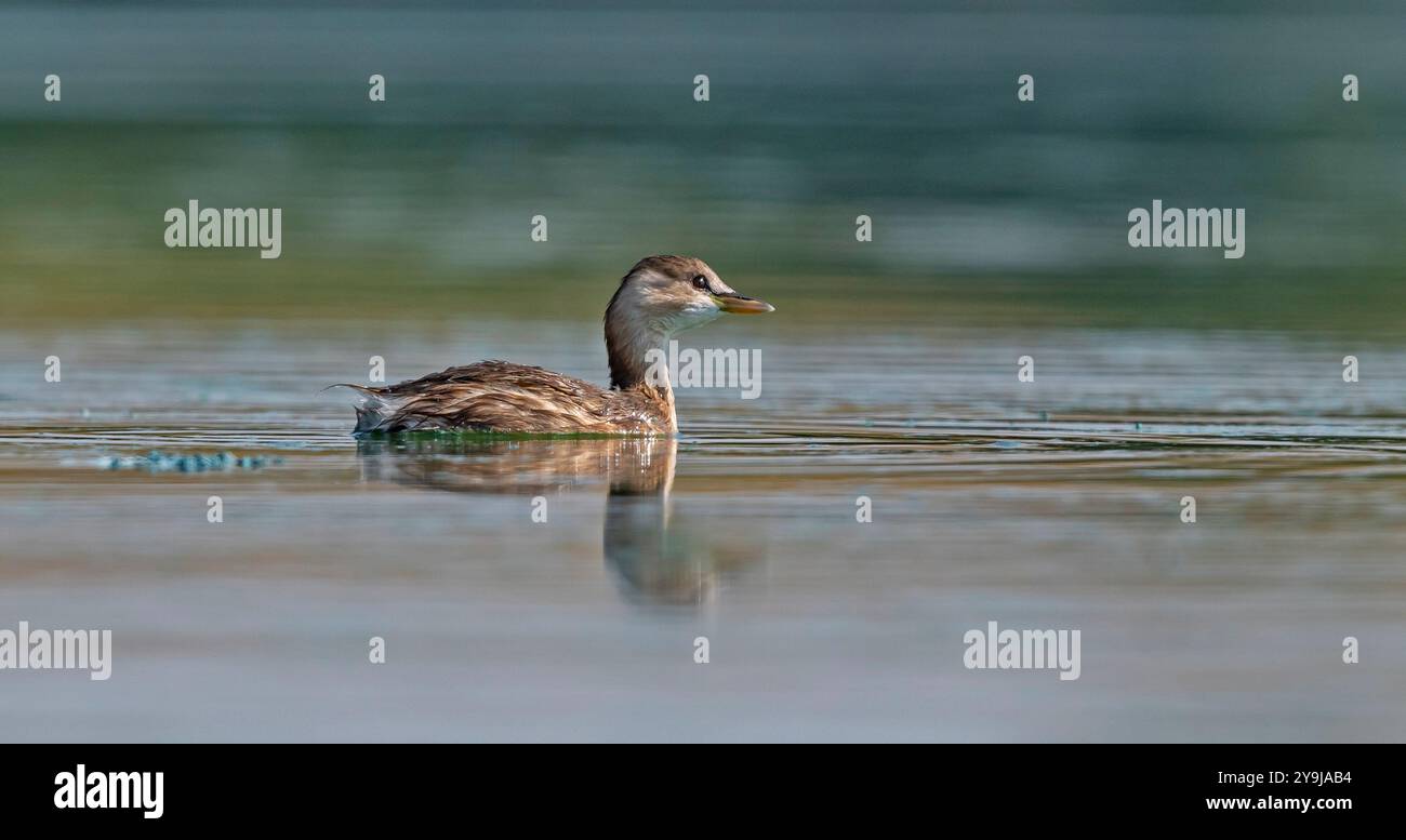 The Little Grebe (Tachybaptus ruficollis) lives in suitable wetlands in ...