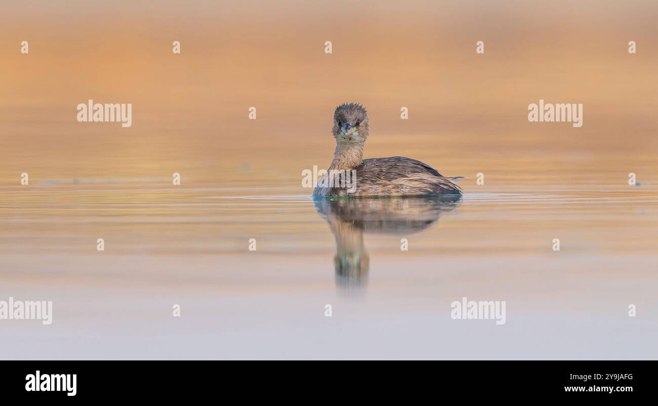 The Little Grebe (Tachybaptus ruficollis) lives in suitable wetlands in ...