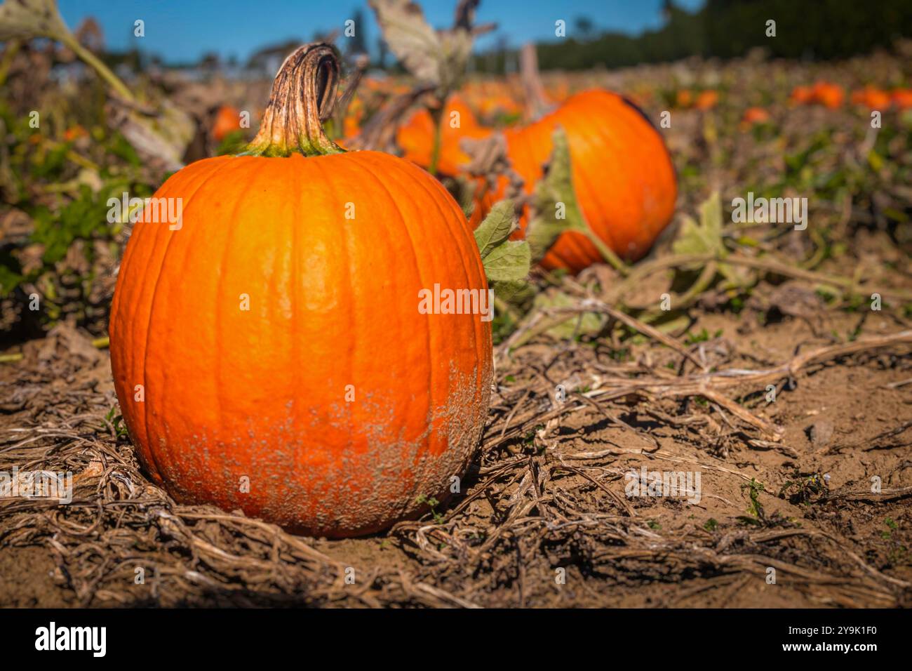 Large orange pumpkin in a pumpkin patch during harvest season in Ontario. Stock Photo