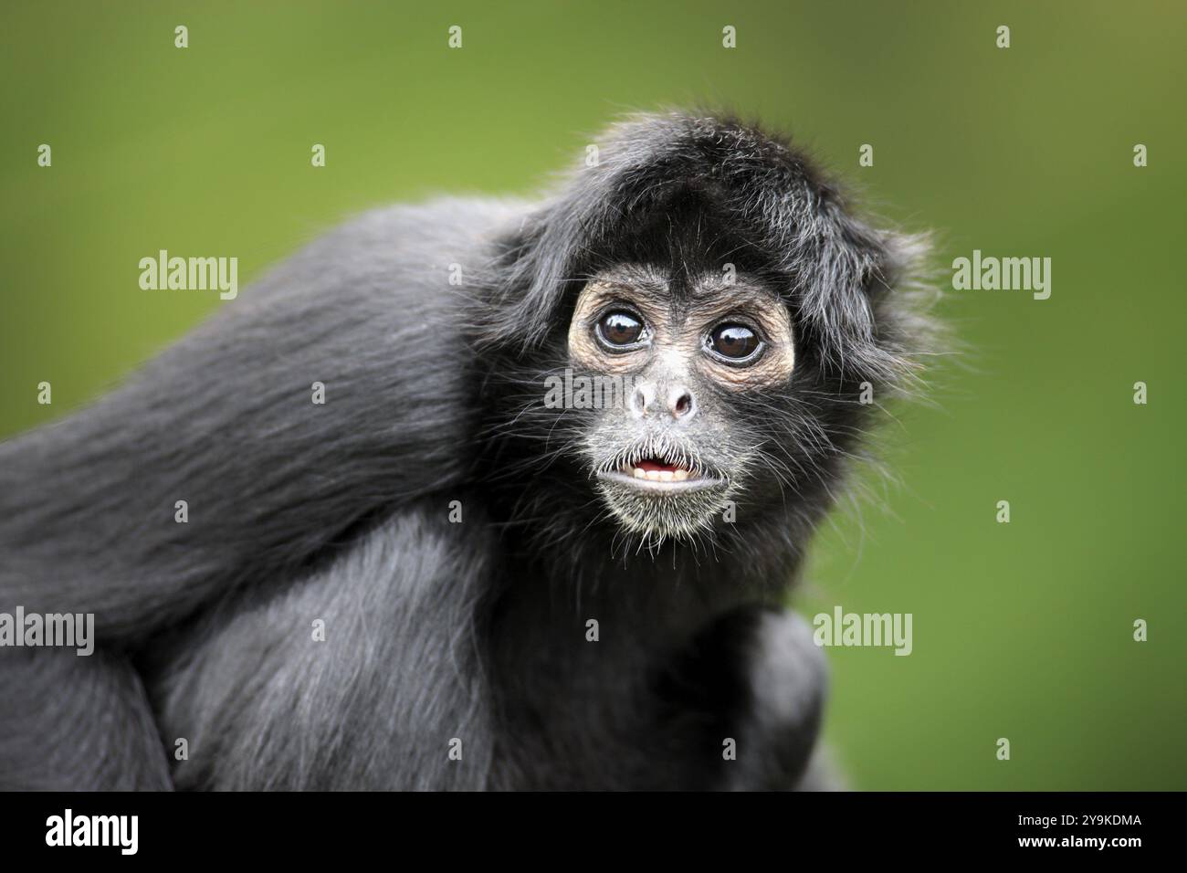 Brown-headed spider monkey, (Ateles fusciceps robustus), adult, portrait, attentive, South America Stock Photo