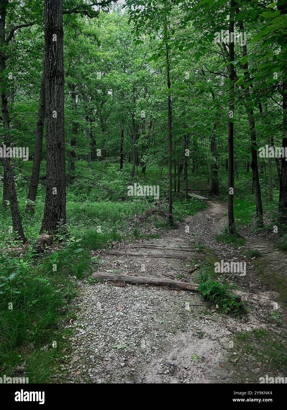 A lush green forest preserve in soft, low lighting, with a winding trail that wraps around the trees, embracing the forest like a gentle hug. - Smartphone Captured Stock Image