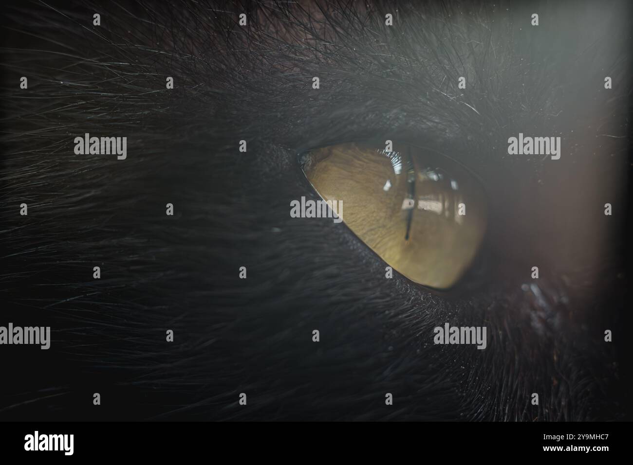 Black cat animal hi-res stock photography and images - Alamy