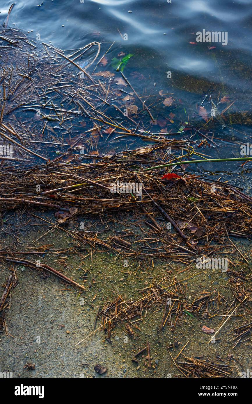 Floating reed and leaves by a dock Stock Photo - Alamy