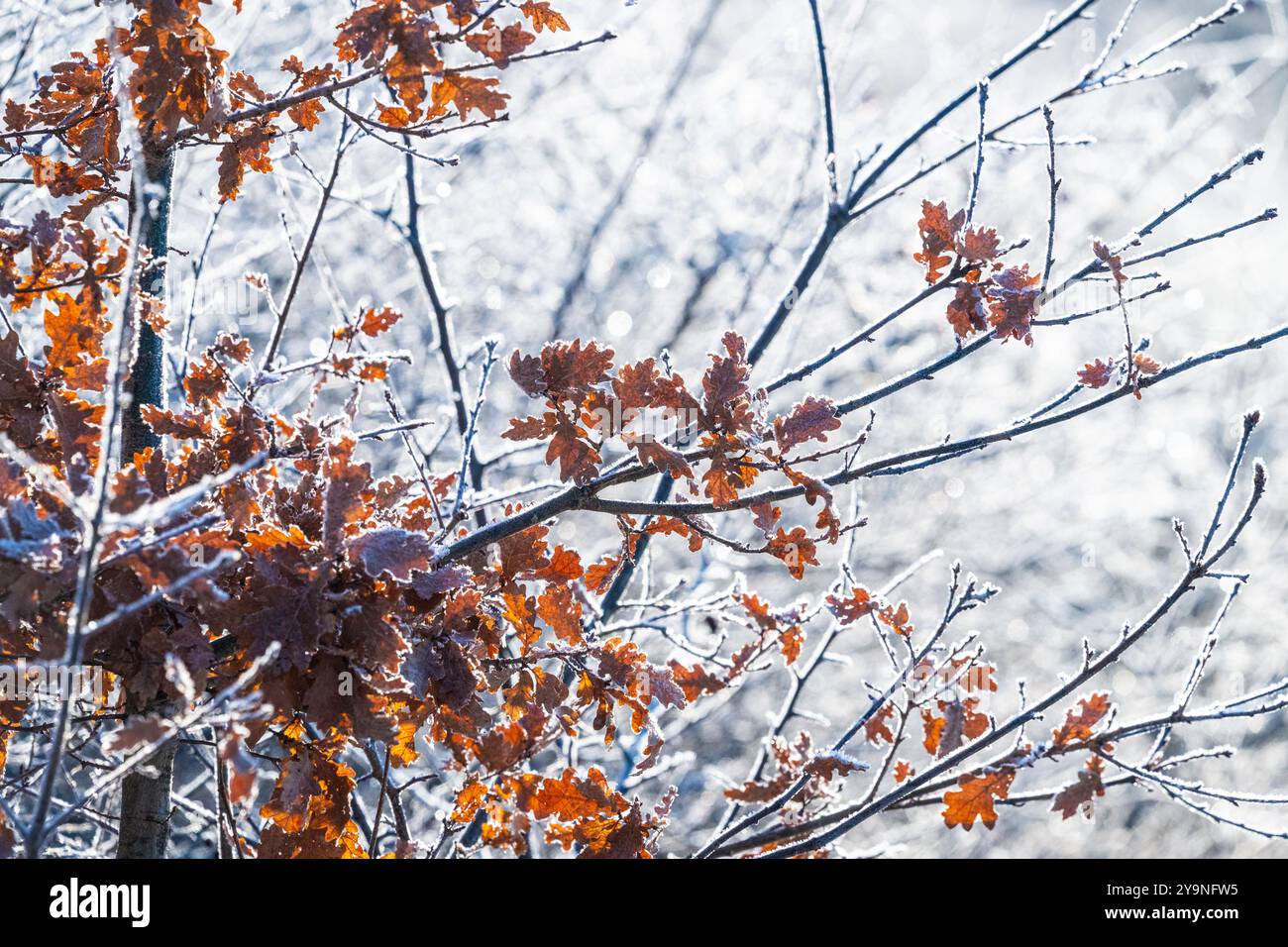 Freezing cold trees in a park at winter Stock Photo - Alamy