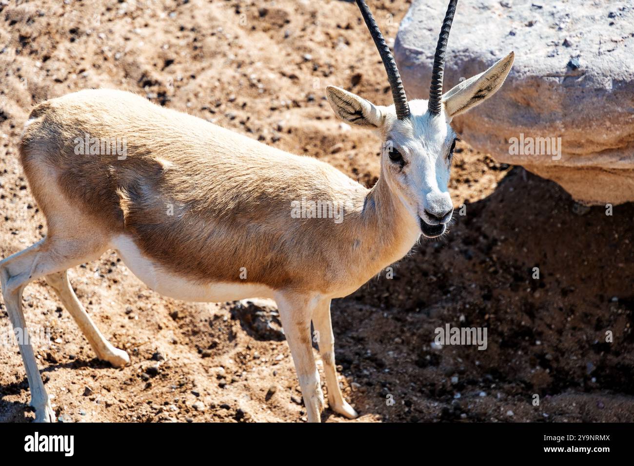 Close-up photo of an Arabian Sand Gazelle standing in a desert ...