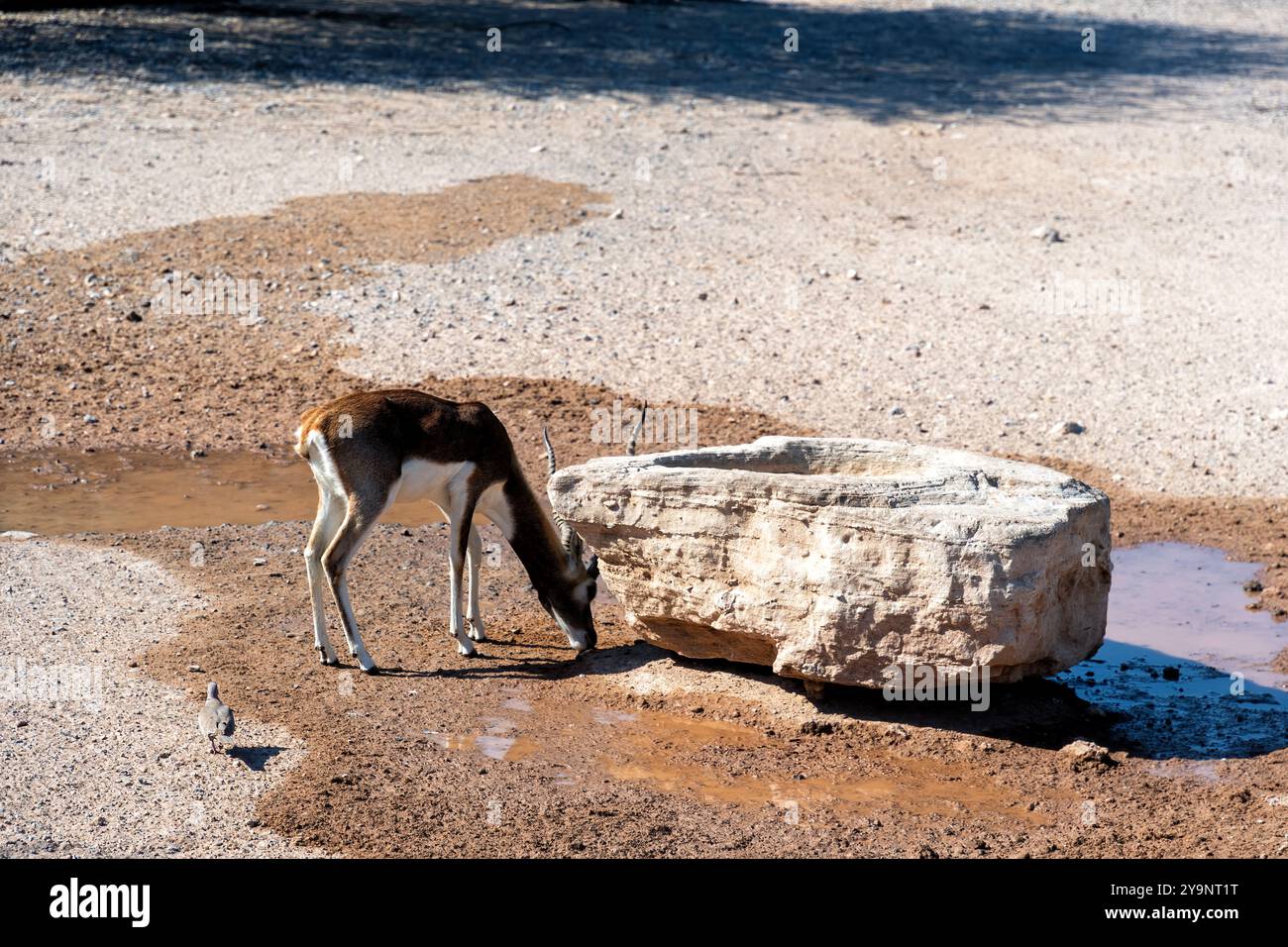 Blackbuck antelope with distinctive black and white markings, drink ...