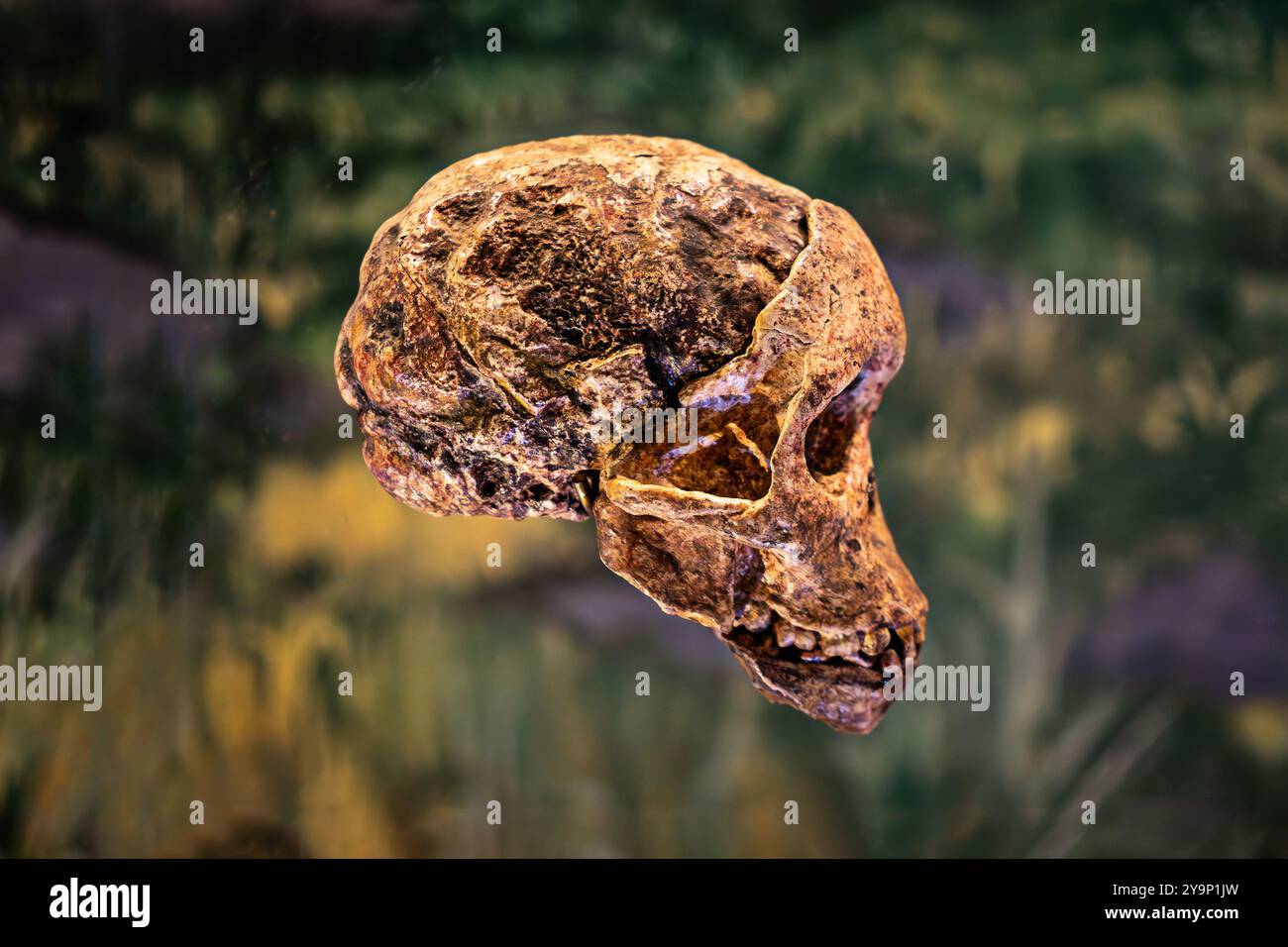 Australopithecus africanus. Human prehistoric skull, detail of archeology, history of mankind. Stock Photo