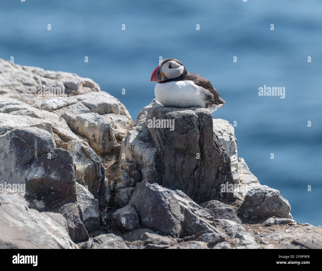 Small farnes hi-res stock photography and images - Alamy