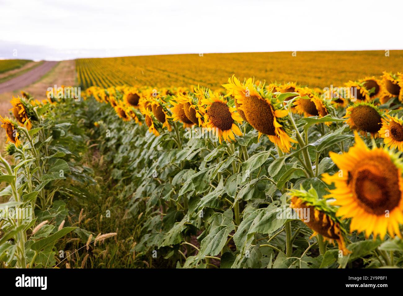 Flowers alongside a road hi-res stock photography and images - Alamy
