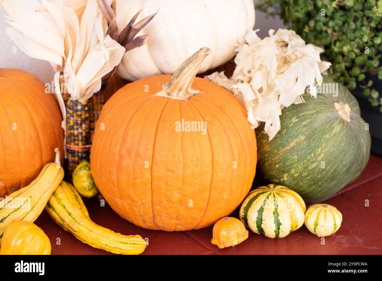 Variety of pumpkins and gourds Stock Photo