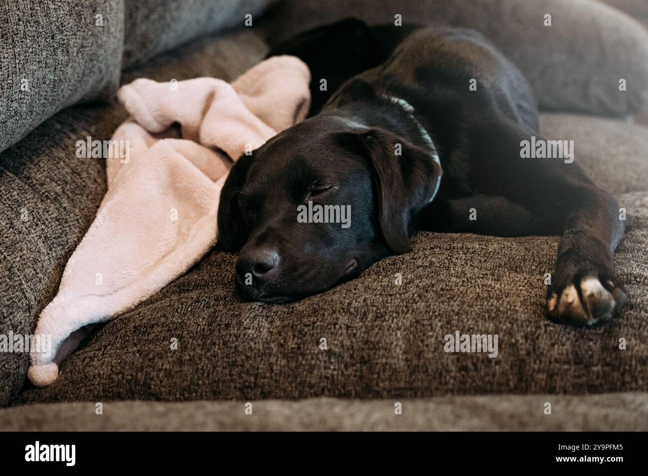 Black pet dog napping on couch at home Stock Photo