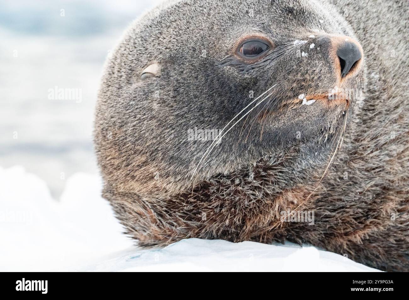 Antarctic fur seal. Southern ocean, Antarctica Stock Photo