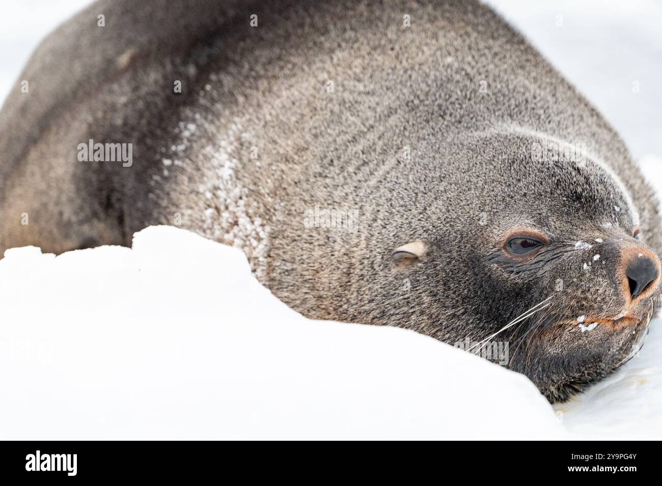 Antarctic fur seal. Southern ocean, Antarctica Stock Photo