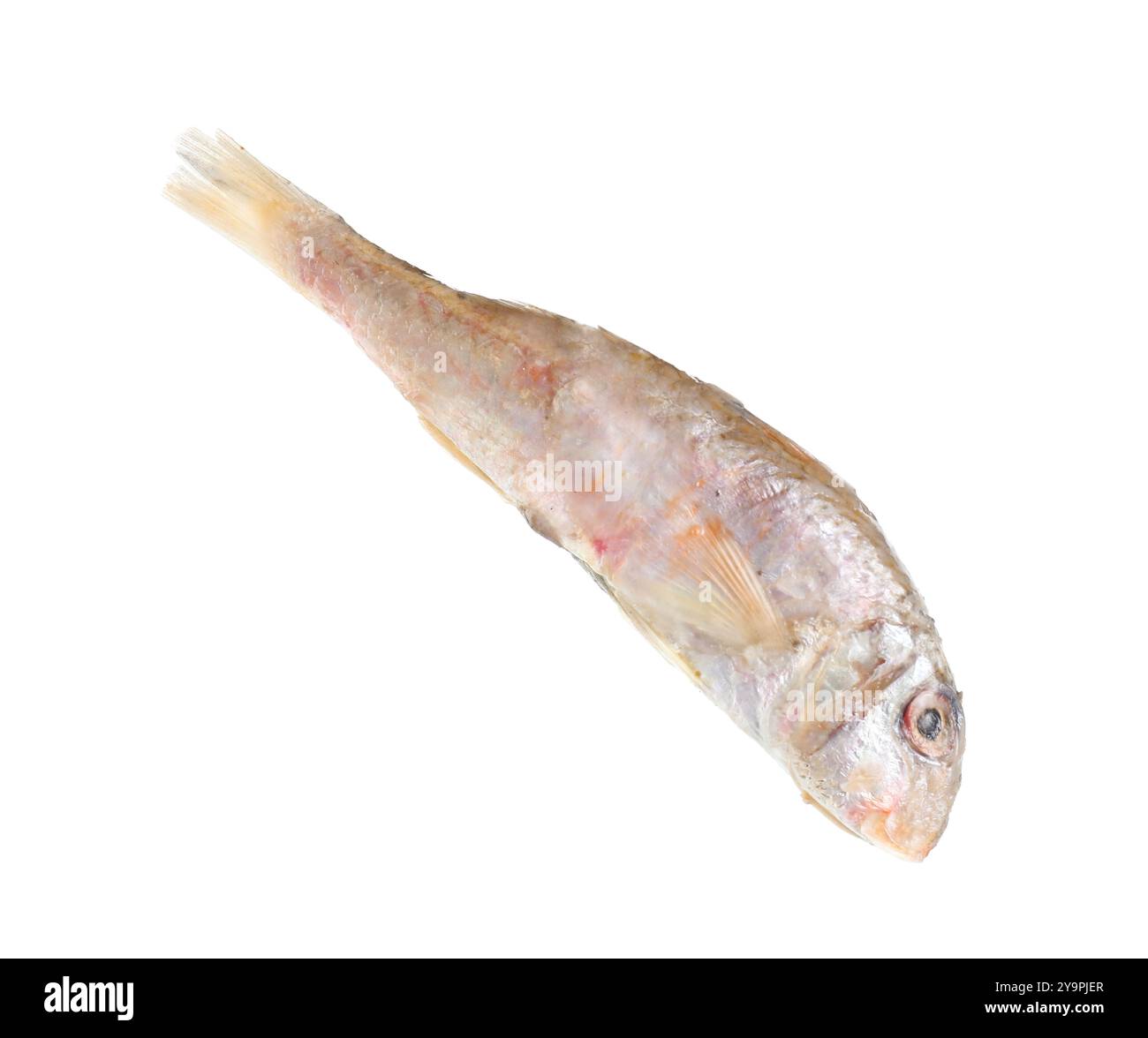 One raw red mullet fish isolated on white. Sea food Stock Photo