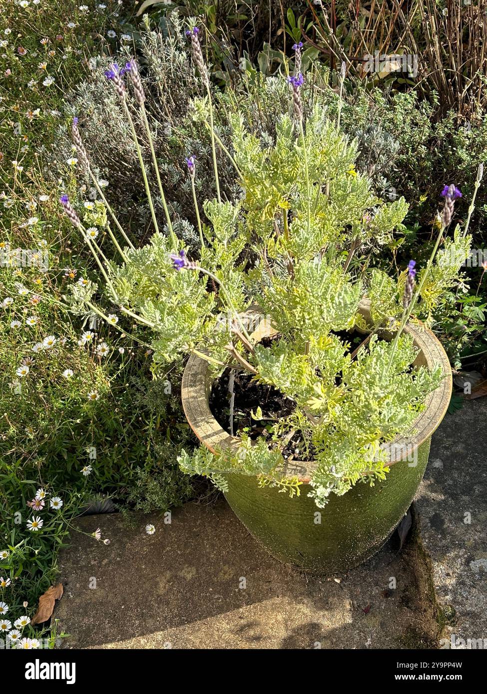 Growing lavender in a pot hi-res stock photography and images - Alamy