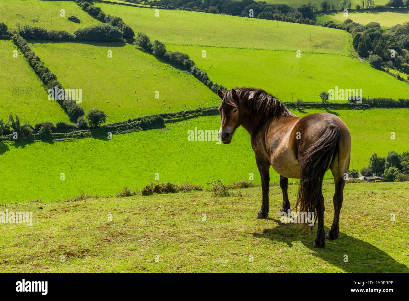 An Exmoor pony above the Brendon Valley, Exmoor National Park, Devon, England. Stock Photo