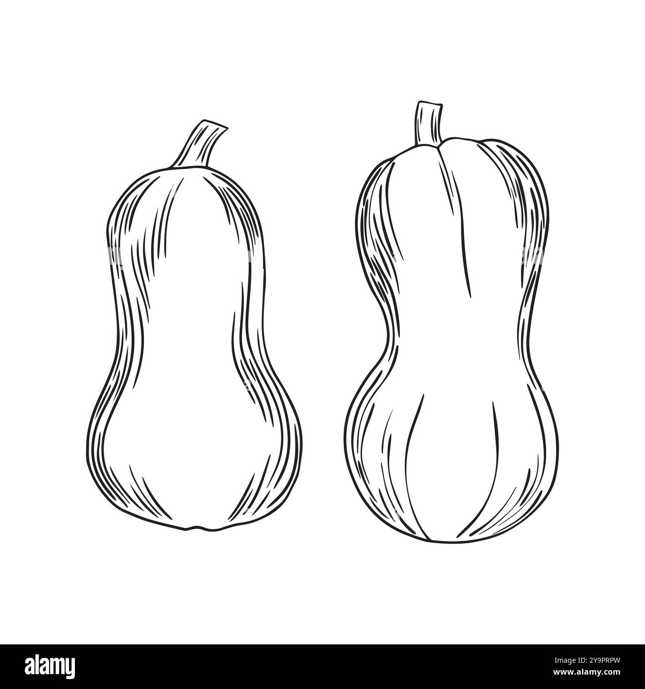 Set of hand drawn pumpkins. Sketch style icon. Decor element. Isolated ...