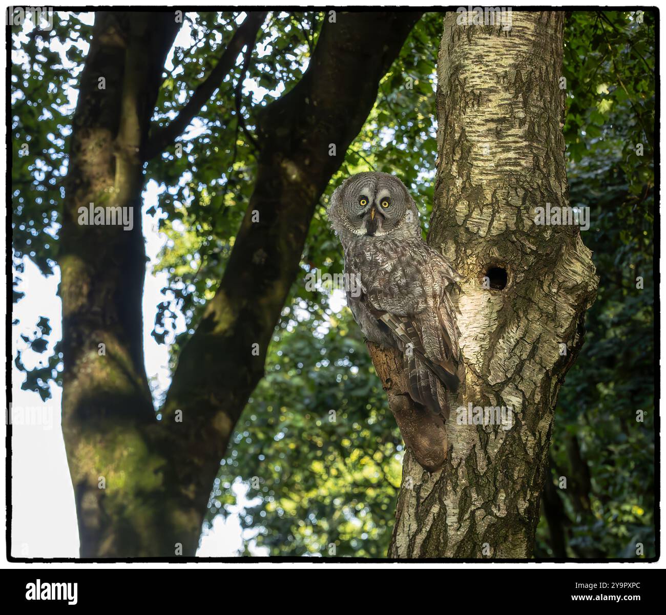 Great predator Cut Out Stock Images Pictures Alamy