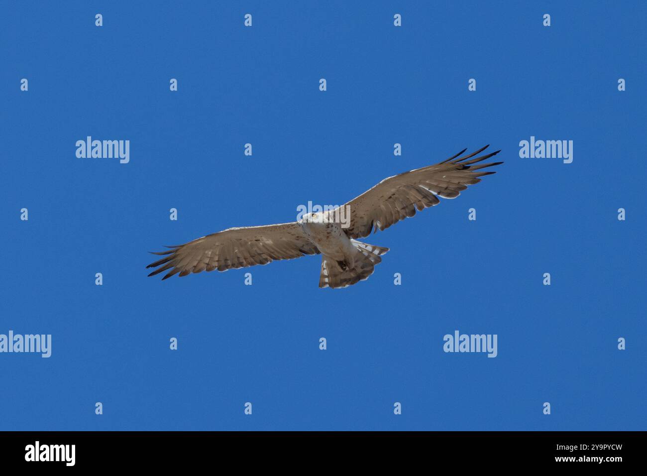 Short toed Eagle in flight, Tarifa, Spain Stock Photo