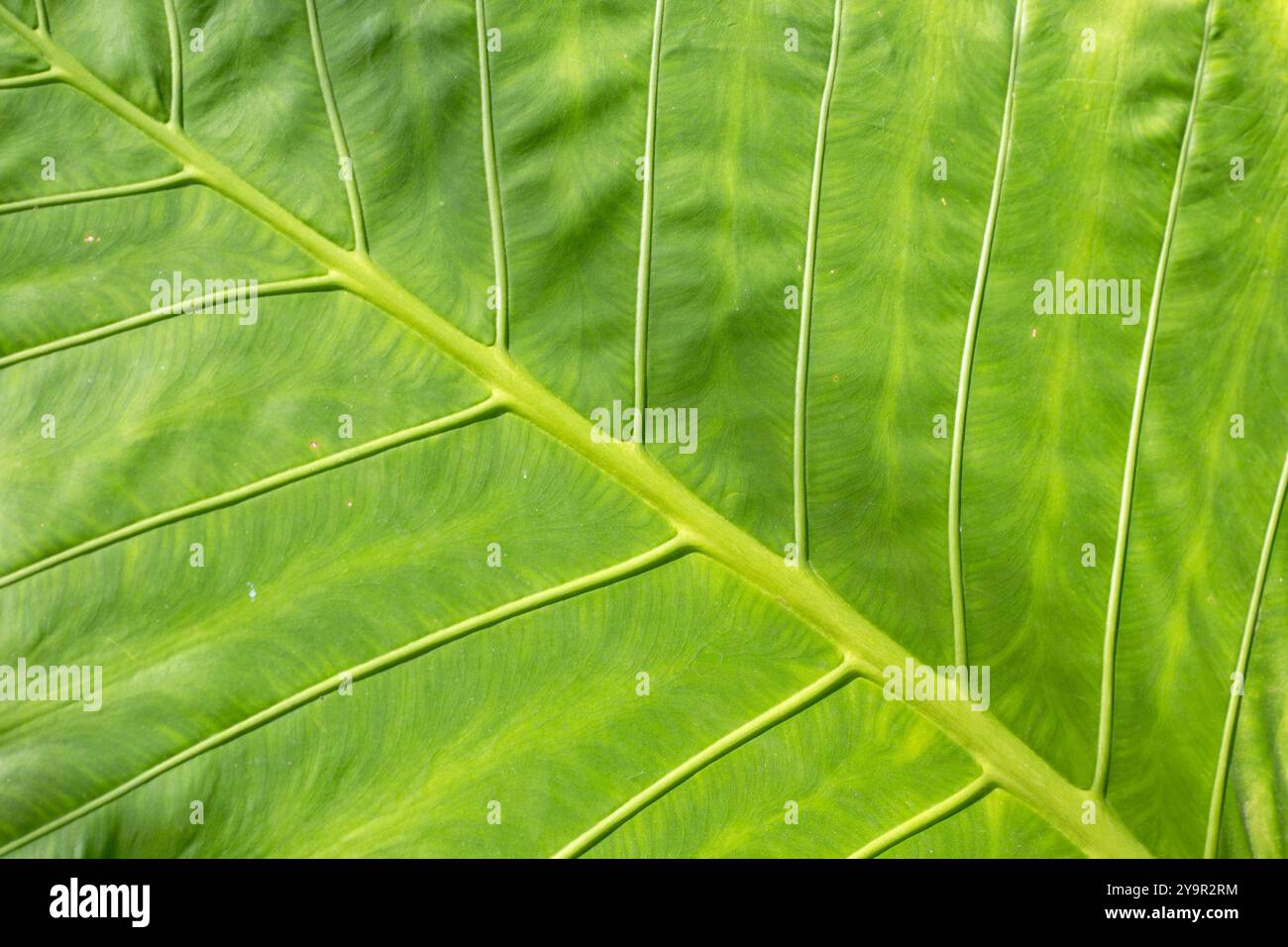 Green background of a large leaf of a tropical plant. Leaf with veins ...