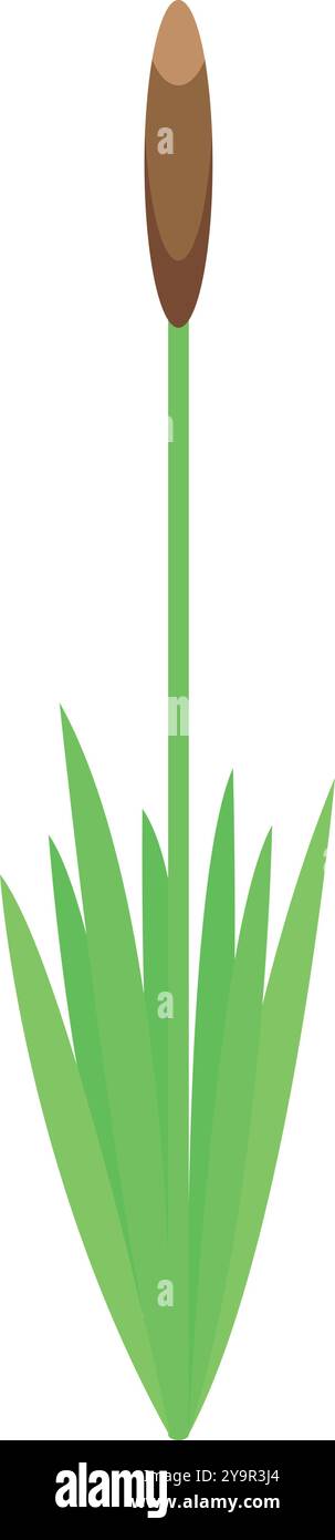 Single green reed growing tall with long stem and leaves on white ...