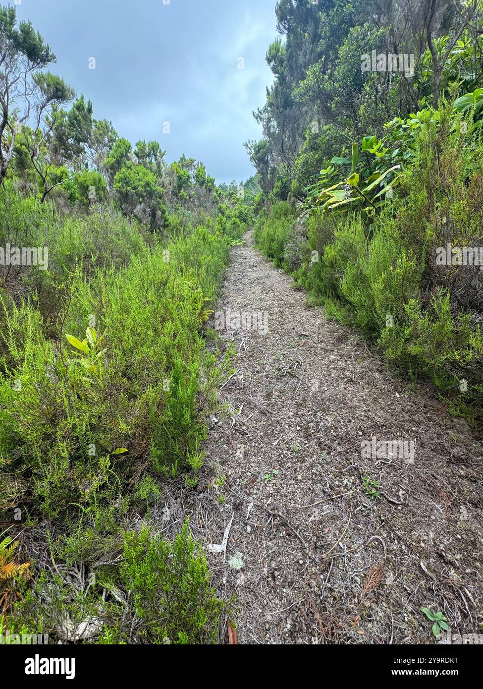 Narrow dirt hiking trail winding through lush heathland and shrubbery on São Miguel Island, Azores, Portugal. - Smartphone Captured Stock Image