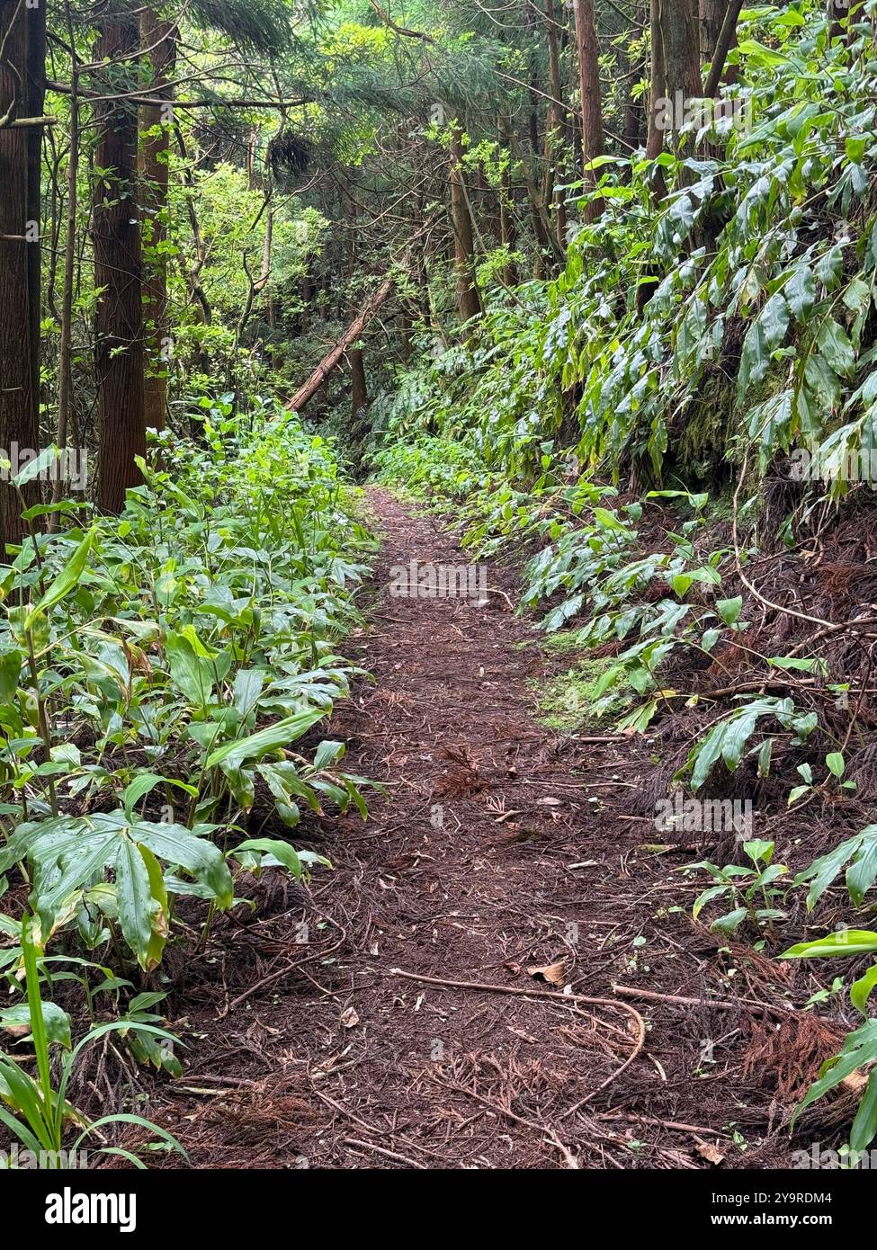 Narrow dirt hiking trail winding through lush heathland and shrubbery on São Miguel Island, Azores, Portugal. - Smartphone Captured Stock Image