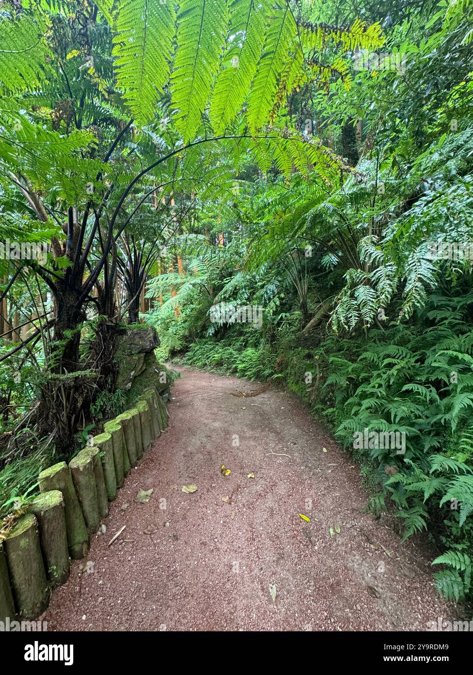 Winding red‑soil trail through dense ferns and tree ferns in Parque da Gréna, São Miguel Island, Azores. - Smartphone Captured Stock Image