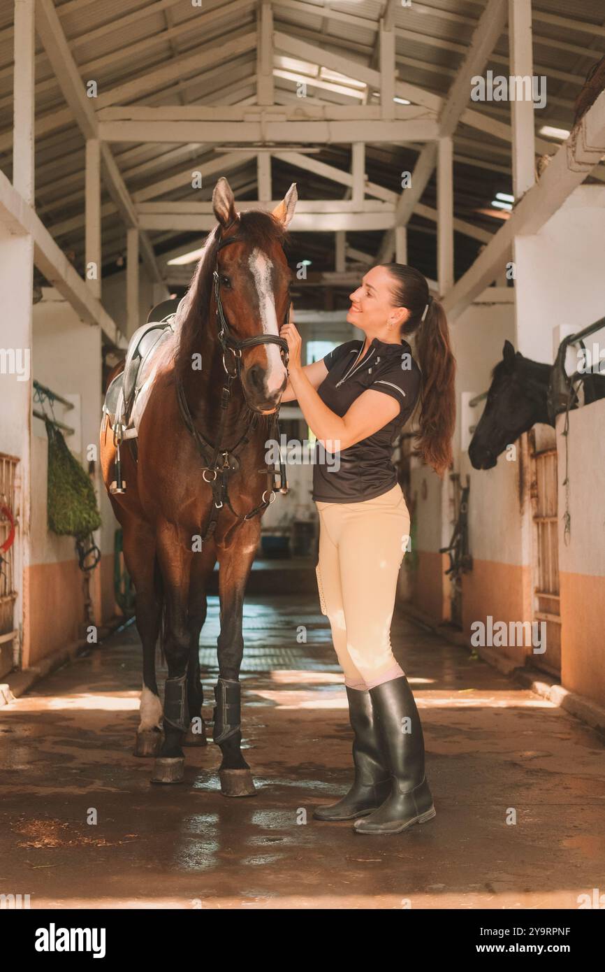Young woman rider in equestrian uniform in stable saddling her horse ...