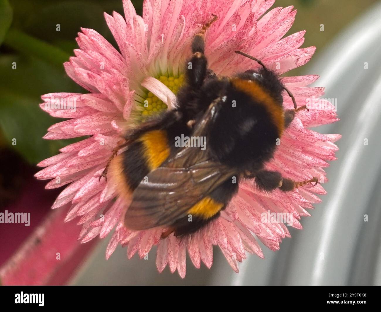 Aster Flower Head  (Asteraceae) with a Bumble Bee (bombus) looking for Nectar Chard Somerset England uk - Smartphone Captured Stock Image