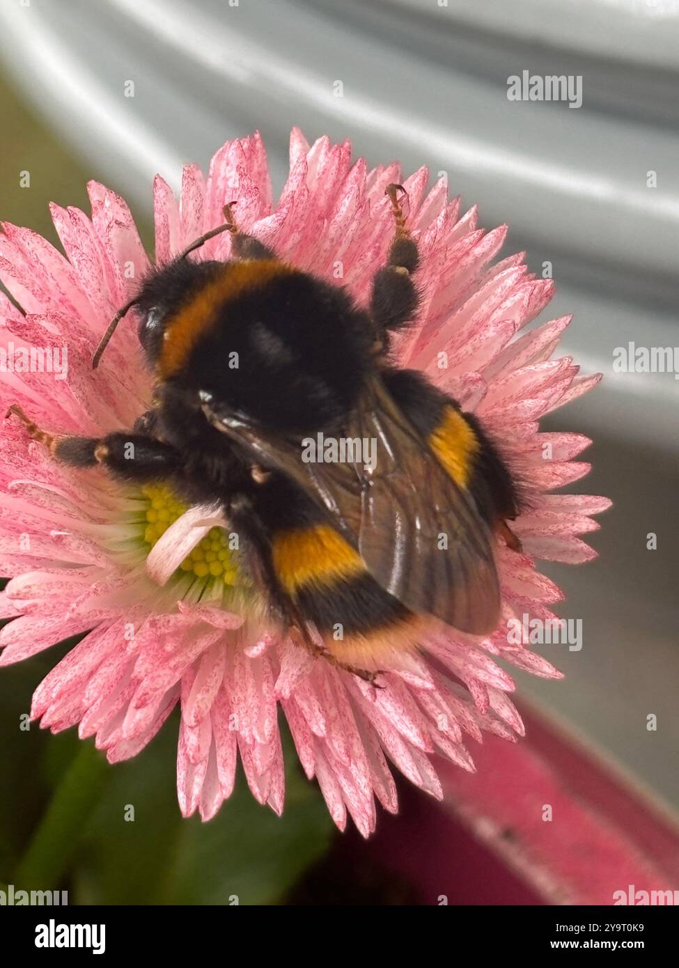Aster Flower Head  (Asteraceae) with a Bumble Bee (bombus) looking for Nectar Chard Somerset England uk - Smartphone Captured Stock Image