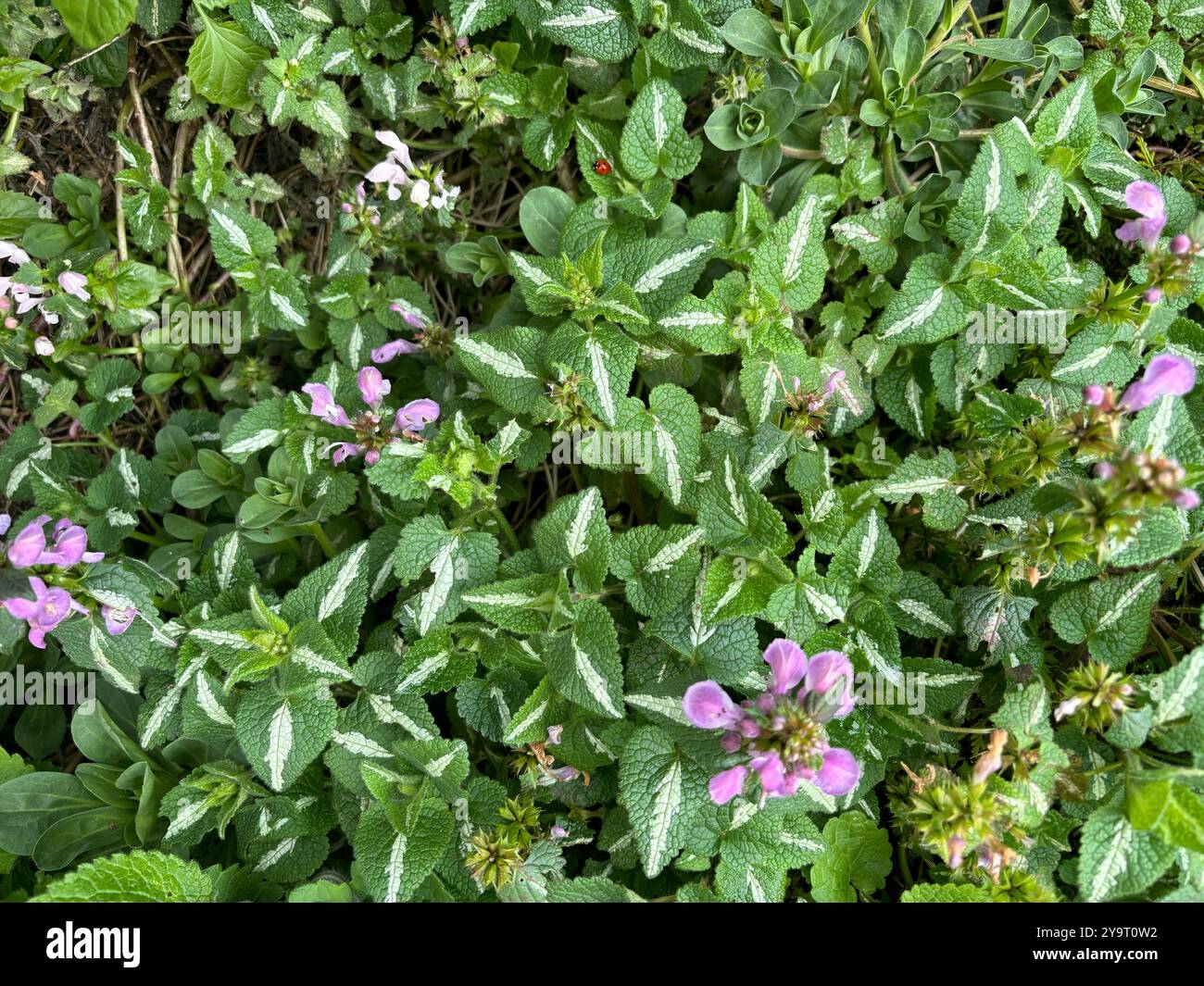 Spotted Dead Nettles (Lamium maculatum ) in my back Garden - Smartphone Captured Stock Image
