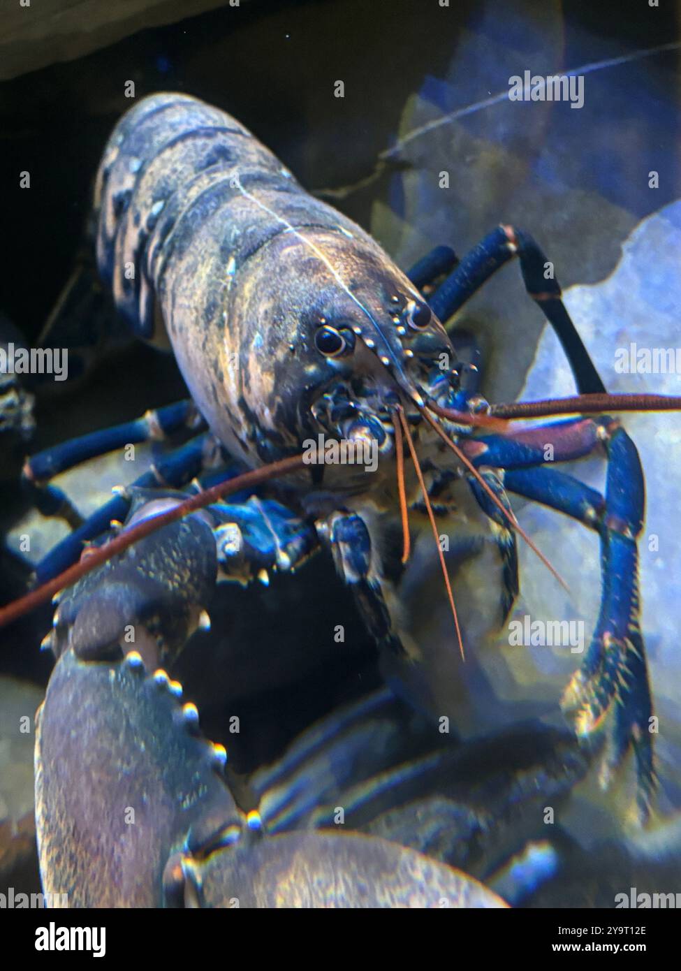 The National Lobster (locusta) Hatchery Padstow Cornwall England uk 2024 - Smartphone Captured Stock Image